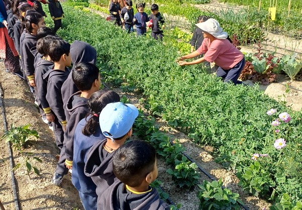 Nabanita Bajaj harvesting cauliflower